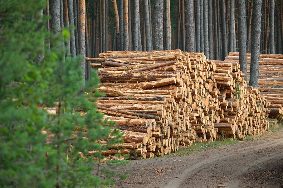 Bois de chauffage fraîche