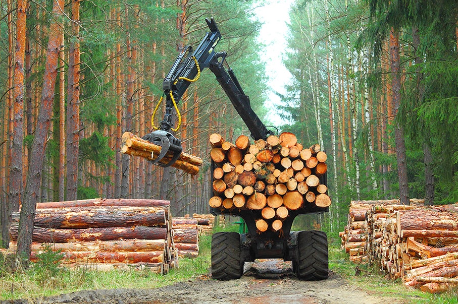 Récupération de bois